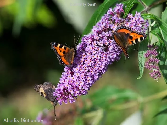 butterfly bush